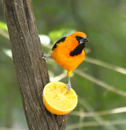 This is an Altamira Oriole.  Nectar of the gods.